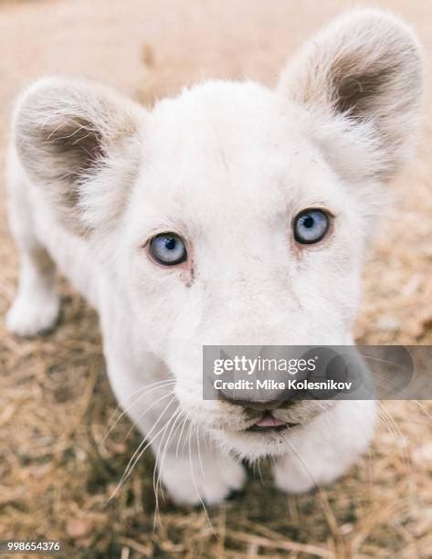 367 Albino Cats Stock Photos, High-Res Pictures, and Images - Getty Images