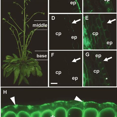 Regulation Of The Lm Arabinan Epitope In Epidermal Cell Walls Of