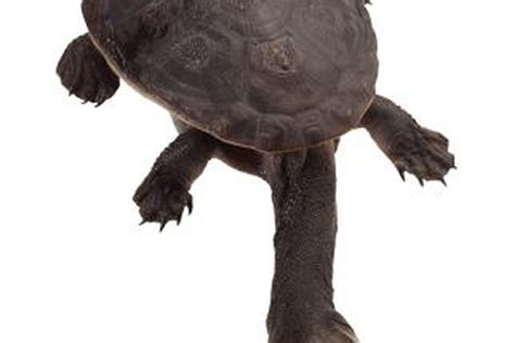 Can You Keep A Long Neck Turtle?