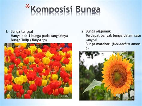 Contoh Bunga Majemuk Biologi 53 Koleksi Gambar