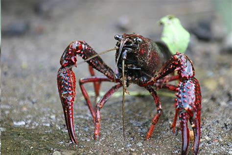 Especies Invasoras La Otra Gran Amenaza Para La Biodiversidad