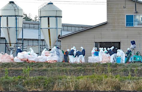 旭川の養鶏場で高病原性鳥インフル感染確認 4万4千羽殺処分開始：北海道新聞デジタル