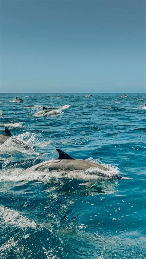 Summer Dolphin Wallpaper | Beach pictures, Sea life wallpaper, Ocean ...