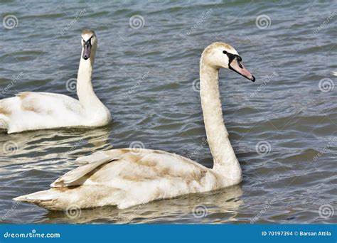 Beautiful Mute Swan Cygnus Olor Mute Swan Cygnus Olor Stock Photo