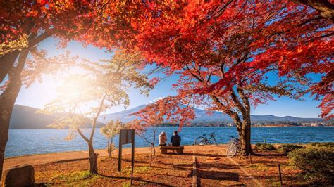 À la poursuite de la beauté cramoisie Guide complet des feuilles d