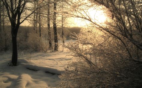 Wallpaper Sunlight Trees Landscape Forest Nature Snow Winter