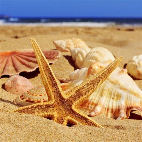 Conchas Do Mar E Estrela Do Mar Em Um Fundo Bege Um Efeito Retro