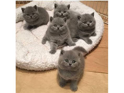 British Shorthair Price Malaysia Malaysia Cat Club Santina Padovano