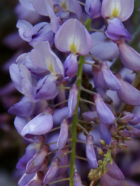 Wisteria Plants Of Overton Park S Old Forest Memphis TN INaturalist