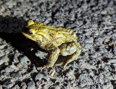 Toad Patrol How To Help Your Local Amphibians As British Frogs And