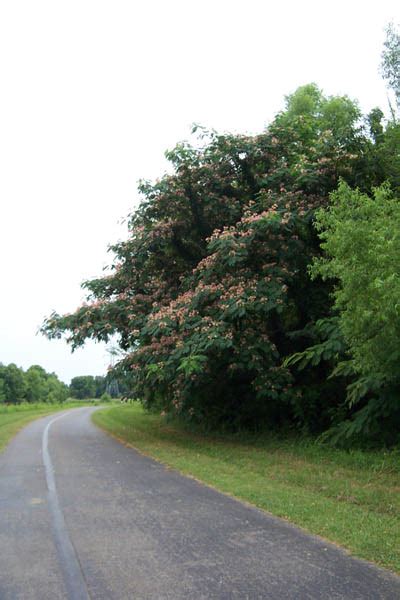 Alabama Hiking Trail Aldridge Creek Greenway Huntsville AL