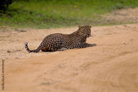 Foto De Walking Sri Lankan Leopard Big Spotted Wild Cat Lying In The