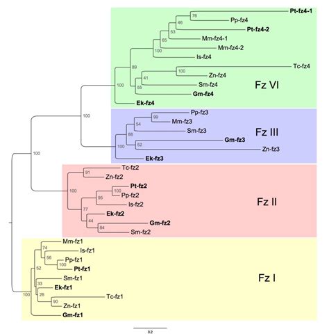 Figure 6 From The Evolution And Expression Of Panarthropod Frizzled Genes Semantic Scholar