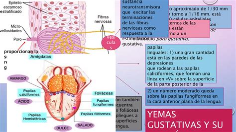 Cap Del Guyton Edicion Gusto Y Olfato Ppt