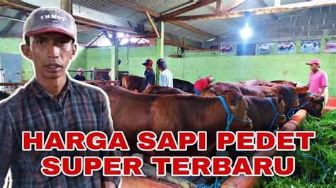 Harga Sapi Pedet Super Terbaru Di Kandang H Sutris Juta Dapat Sapi