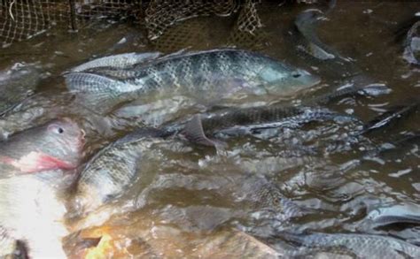 Persen Spesies Ikan Air Tawar Di Dunia Terancam Punah