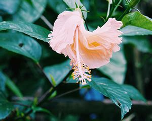 Hibiscus Searles Gardening