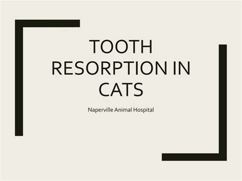 Tooth Resorption in Cats | PPT