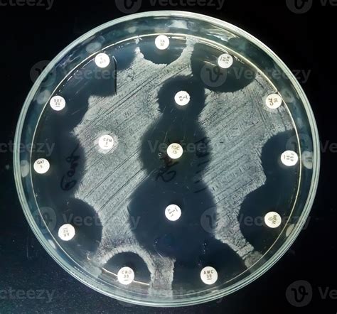 Antimicrobial Susceptibility Testing In Petri Dish Antibiotic