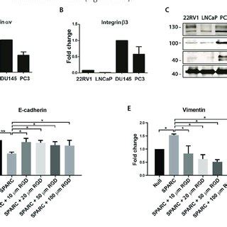 Expression Of Integrin V Subunits In Prostate Cancer Cell Lines And