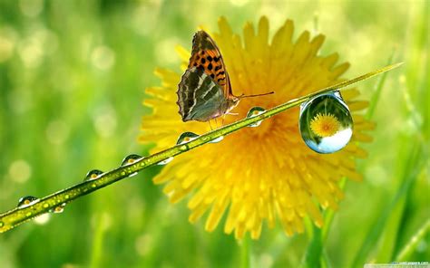 Nature Glowing Rain Drops Water Drop Nature Drops Butterfly Bokeh