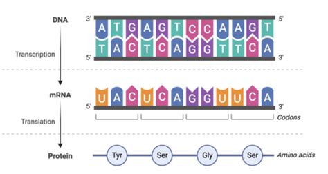 Regulation Of Gene Expression Recombinant Dna Technology