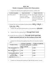 Module Assignment Iii Pdf Biol Module Assignment Energy Of