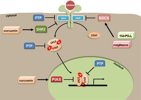 JAK STAT Signaling As An Anti Inflammatory Target JAK STAT Signaling