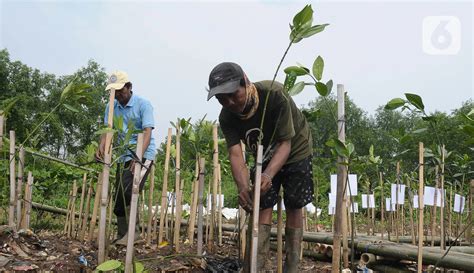 Seribu Pohon Mangrove Ditanam Di Pesisir Jakarta Utara Foto Liputan6