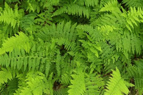 How To Grow Ferns From Spores Germination Planting Care And Guide