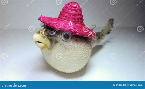 Globefish Specimen stock photo. Image of close, concert - 59883378