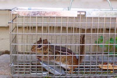 Get Chipmunk Removal in Ohio - MW Chipmunk Removal