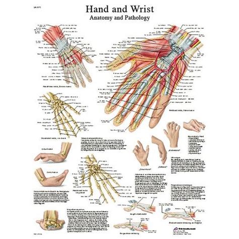 Anatomical Charts And Posters Anatomy Charts Vinyl Adhesive Charts