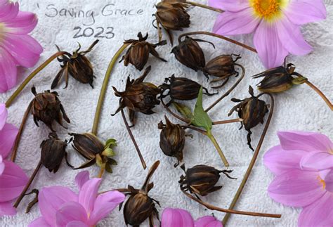dahlia seeds dahlia seeds sunny reggae