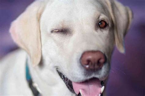 Blue Eyed Labradors Everything You Need To Know Retriever Advice