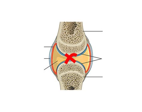 Diagram Of Synovial Joint Features Quizlet