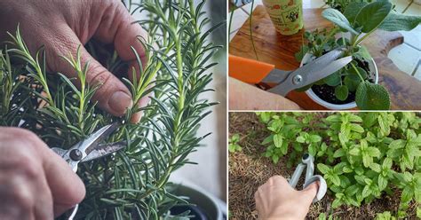 11 Most Healthy Herbs That Grow from Cuttings