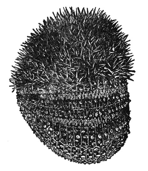 Collection Of Png Sea Urchin Pluspng