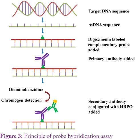 Figure 3 From Comparison Of Different Molecular And Serological Assays