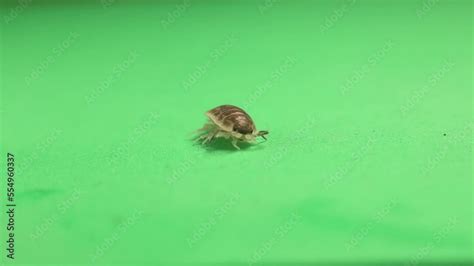 Woodlouse Pill Bug On A Green Background Wood Louse Isolated It S