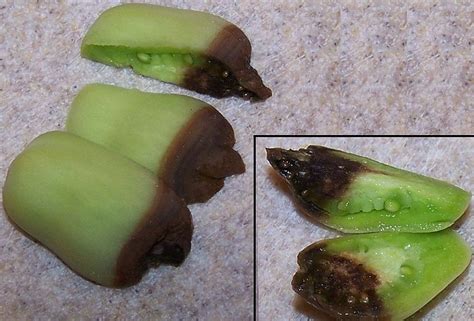 Calcium Deficiency in Plants