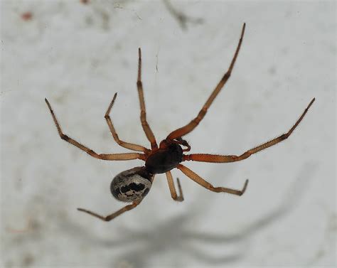 False Widow Spider - Steatoda nobilis, species information page. Also known as Noble False Widow