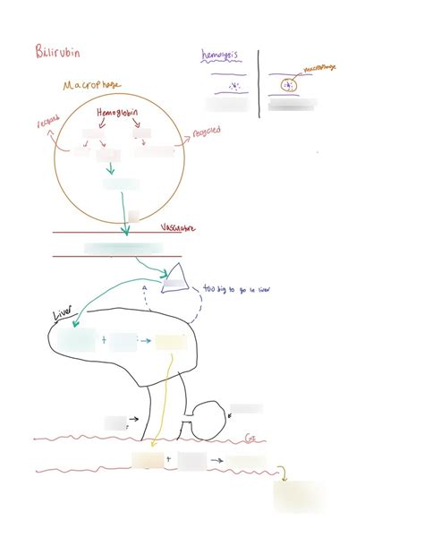 Bilirubin Diagram Diagram Quizlet