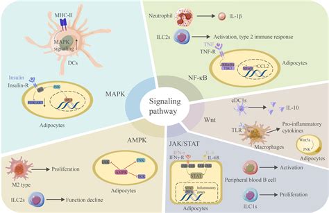 Frontiers Adipose Tissue Aging Is Regulated By An Altered Immune System