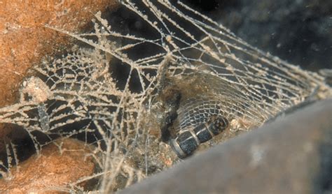 Caddisfly Facts Their Larvae Live In The Case Made Of Rocks Leaves