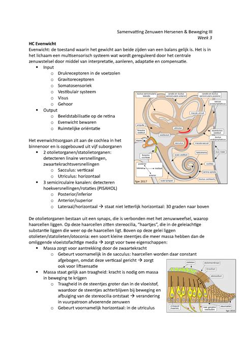 Samenvatting ZHB III Week 3 Samenvatting Zenuwen Hersenen