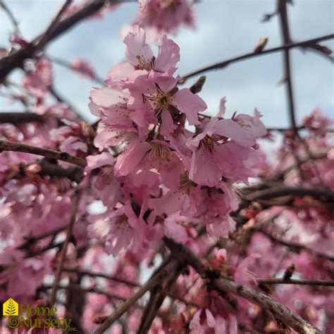 Prunus X Pink Cascade Weeping Cherry From Home Nursery