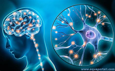 Facteur Biologique D Finition Et Explications