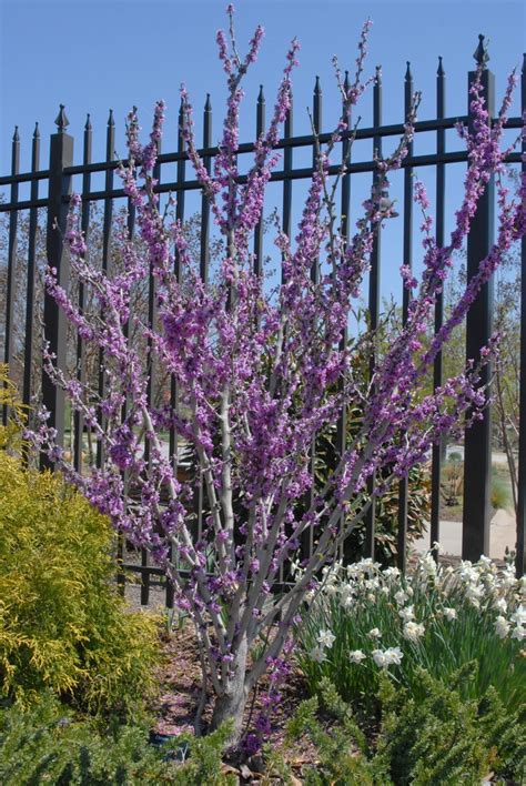 Cercis Chinensis Chinese Redbud North Carolina Extension Gardener