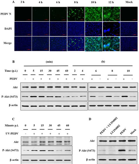 Pedv Js 2013 Activates The Pi3kakt Pathway A Vero Cells Were